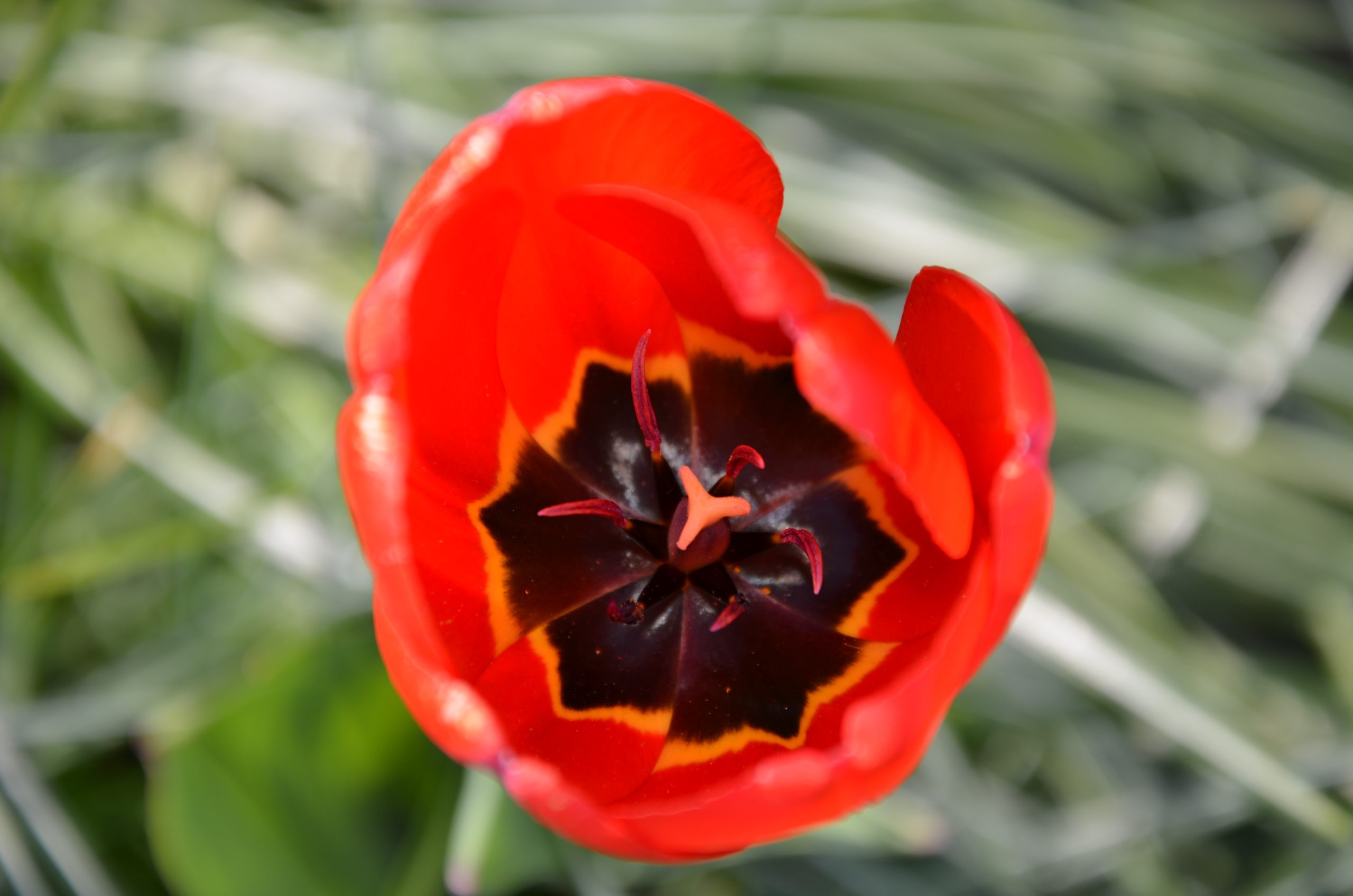Tulpe